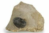 Proetid (Dalejeproetus) Trilobite - Atchana, Morocco #348131-3